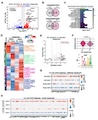 Aging-Induced Hepatocyte CD44 Drives IL6/STAT3 Signaling and Associates with Impaired Neighboring T Cell Function