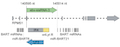 ebv-sisRNA-3 Contributes to the Formation of G4-associated R-loop Upstream of EBV Lytic Replication Origin in Latently Infected Cells