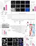 Targeting CyclinD1-CDK6 to Mitigate Senescence-Driven Inflammation and Age-Associated Functional Decline