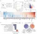 Hypomorphic and Dominant Negative Impact of Truncated SOX9 Dysregulates Hedgehog-Wnt Signalling, Causing Campomelia