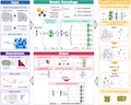 Correcting Spatial Transcriptomics Data Affected by a Prevalent Transcript Leakage Problem across Platforms, Species, and Tissues