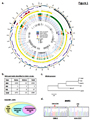 Complete Genomic Sequence of Epstein-Barr Virus in Nasopharyngeal Carcinoma Cell Line C666-1