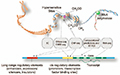 A User's Guide to the Encyclopedia of DNA Elements (ENCODE)