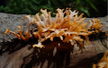 Genome Assembly of the Edible Jelly Fungus Dacryopinax spathularia (Dacrymycetaceae)