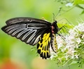 Chromosomal-level Genome Assembly of Golden Birdwing Troides aeacus (Felder & Felder, 1860)