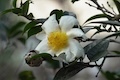 Genome Assembly of the Rare and Endangered Grantham’s Camellia, Camellia granthamiana