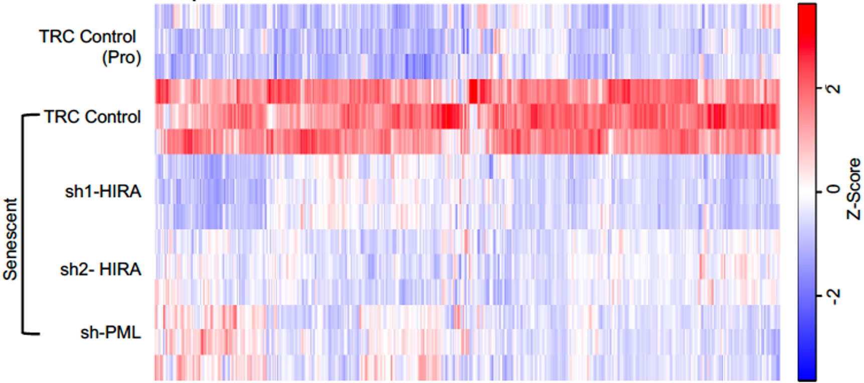 Histone Chaperone HIRA, Promyelocytic Leukemia (PML) Protein and p62/SQSTM1 Coordinate to Regulate Inflammation during Cell Senescence