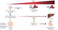 Activated Interferon Signaling Suppresses Age-Dependent Liver Cancer