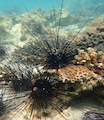 Chromosomal-level Genome Assembly of the Long-Spined Sea Urchin Diadema setosum (Leske, 1778)