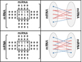 Systematic Exploration of Autonomous Modules in Noisy MicroRNA-Target Networks for Testing the Generality of the ceRNA Hypothesis