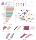Mapping Structural Aging across Human Tissues Reveals Tissue-Specific Trajectories, Coordinated Deterioration and Genetic Determinants