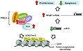 Yin Yang 1-Mediated Epigenetic Silencing of Tumor-Suppressive MicroRNAs Activates Nuclear Factor-kB in Hepatocellular Carcinoma