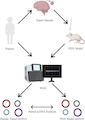 Preservation and Clonal Behavior of Extrachromosomal DNA in Patient-Derived Xenograft Models of Childhood Cancers