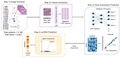 ecPath Detects ecDNA in Tumors from Histopathology Images